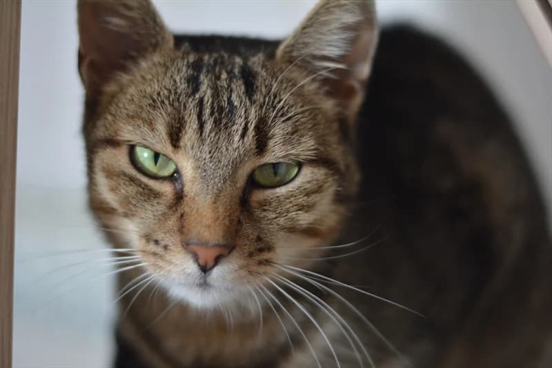 Malina, Mixed Breed (Dumovec)