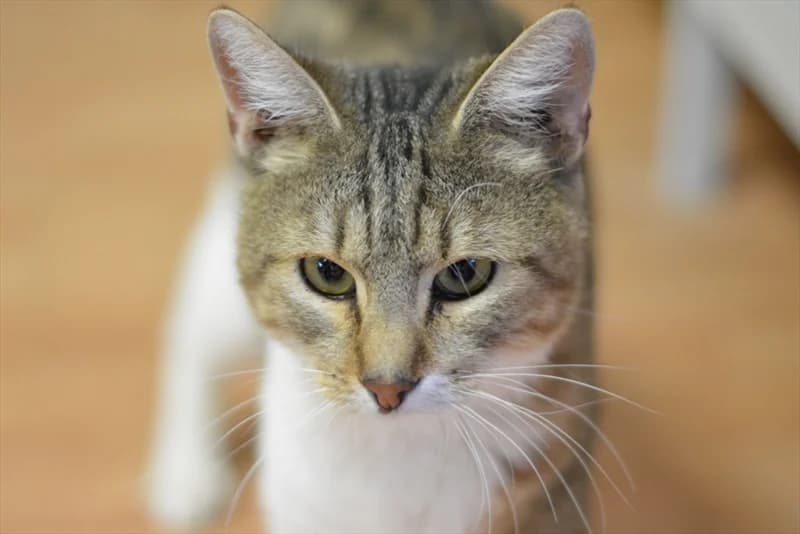 Mayor, male senior Mixed Breed for adoption at Dumovec, Zagreb