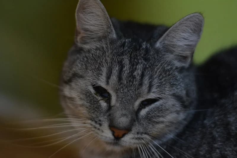 Višnja, Mixed Breed (Dumovec)