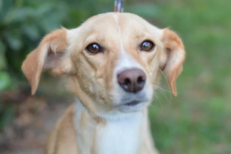 Antea, female 5yo mixed breed for adoption at Dumovec, Zagreb