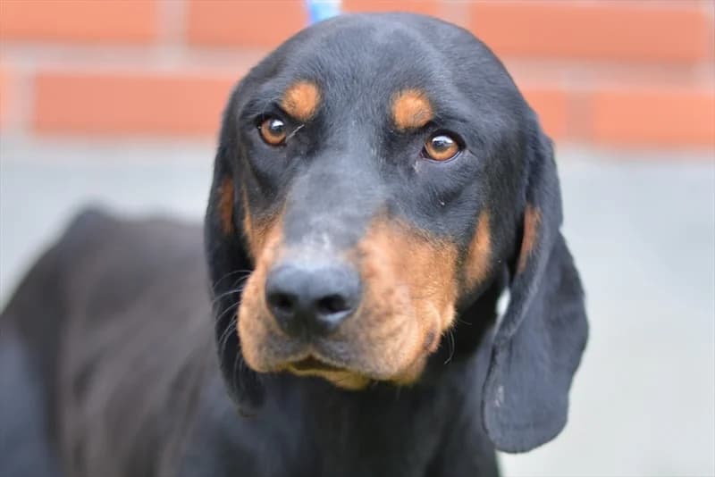 Coco,  (Dumovec)