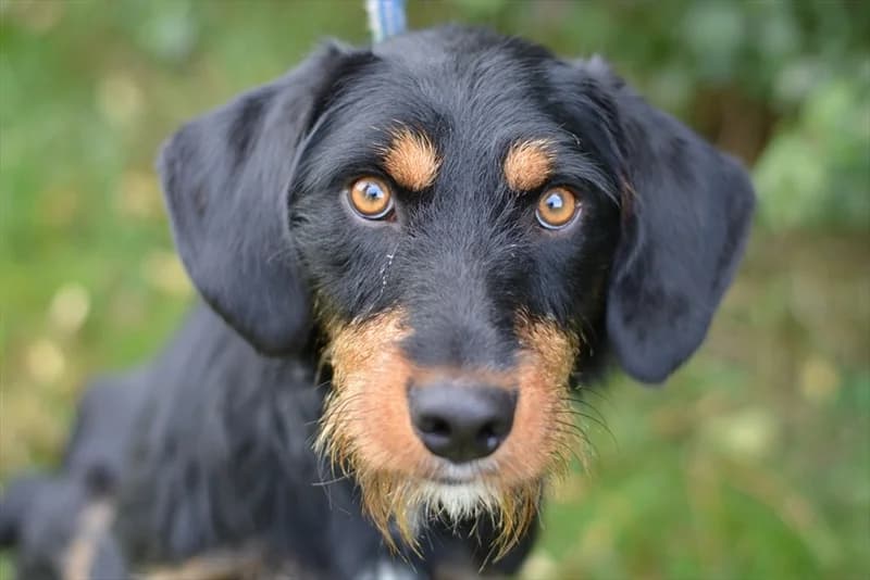 Tex,  (Dumovec)