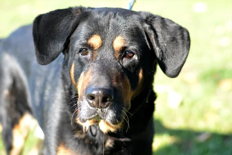 Al, male senior mixed breed for adoption at Dumovec, Zagreb