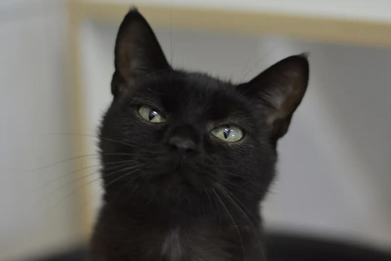 Gaj, Mixed Breed (Dumovec)