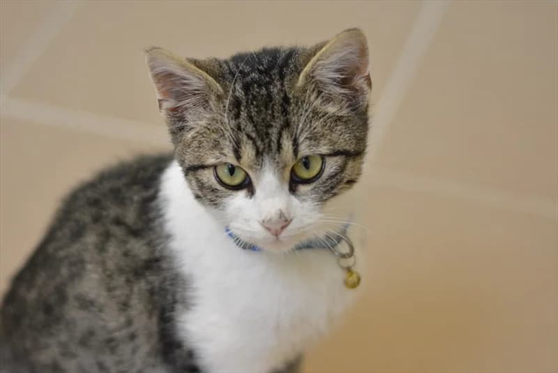Ris, Mixed Breed (Dumovec)