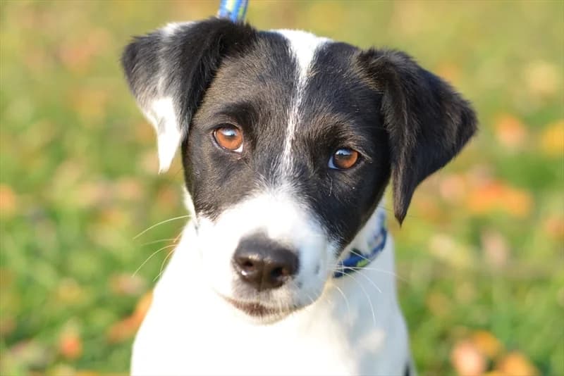 Danna, Mixed Breed (Dumovec)