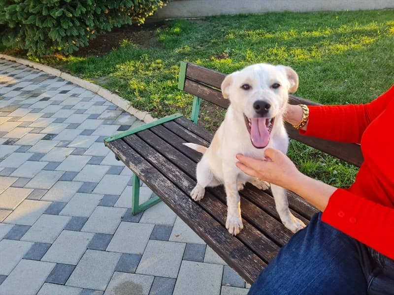 Žoki, Labrador Retriever (Dumovec)