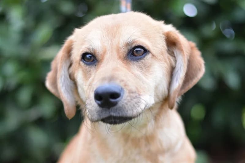 Jozefina, Labrador Retriever (Dumovec)