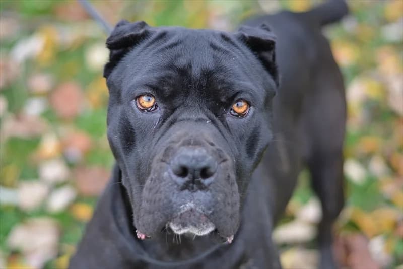 Kontesa Nera, female 5yo Cane Corso for adoption at Dumovec, Zagreb
