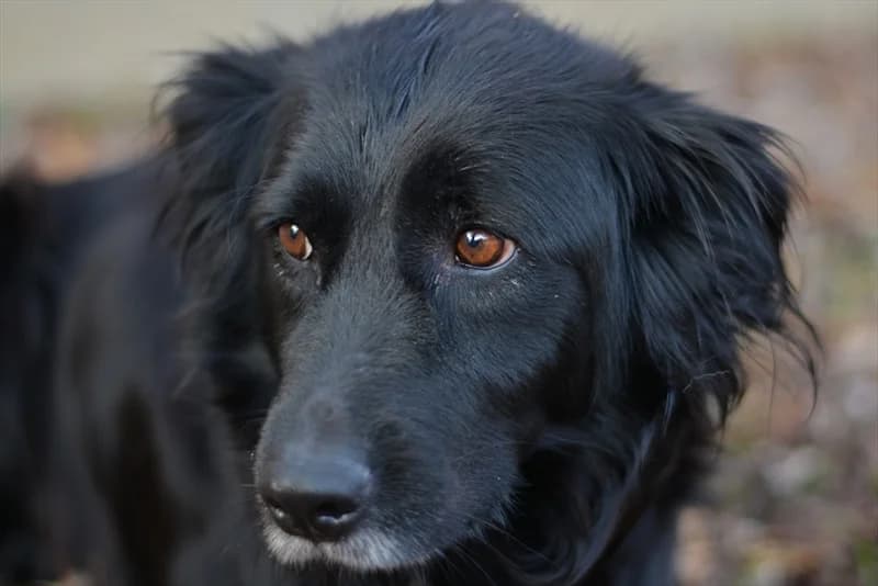 Allie, female senior mixed breed for adoption at Dumovec, Zagreb