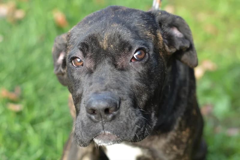 Clarice, female 4yo Cane Corso for adoption at Dumovec, Zagreb
