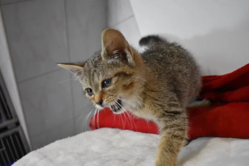 Midori, Mixed Breed (Dumovec)