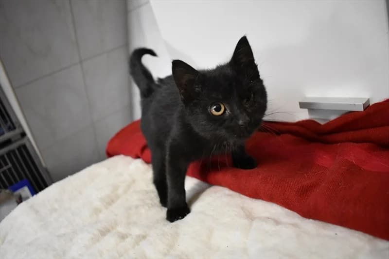 Lena, Mixed Breed (Dumovec)