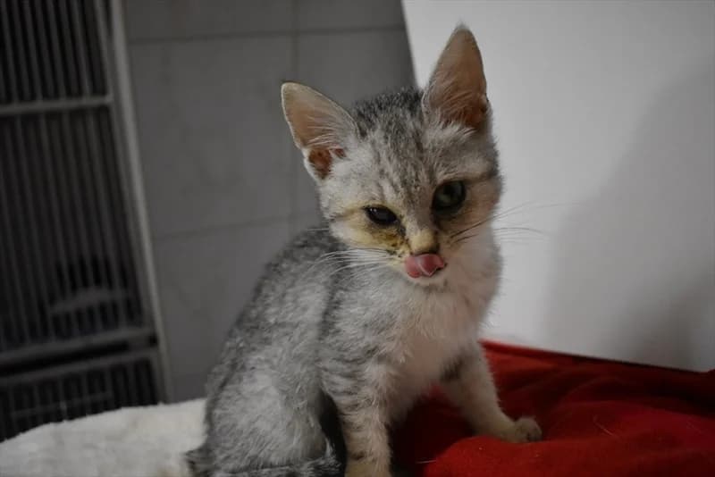 Elmo, Mixed Breed (Dumovec)