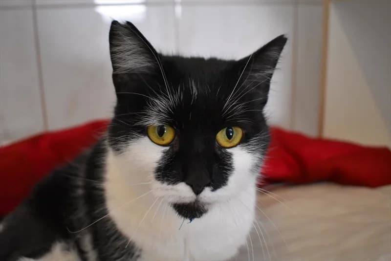 Buba, Mixed Breed (Dumovec)