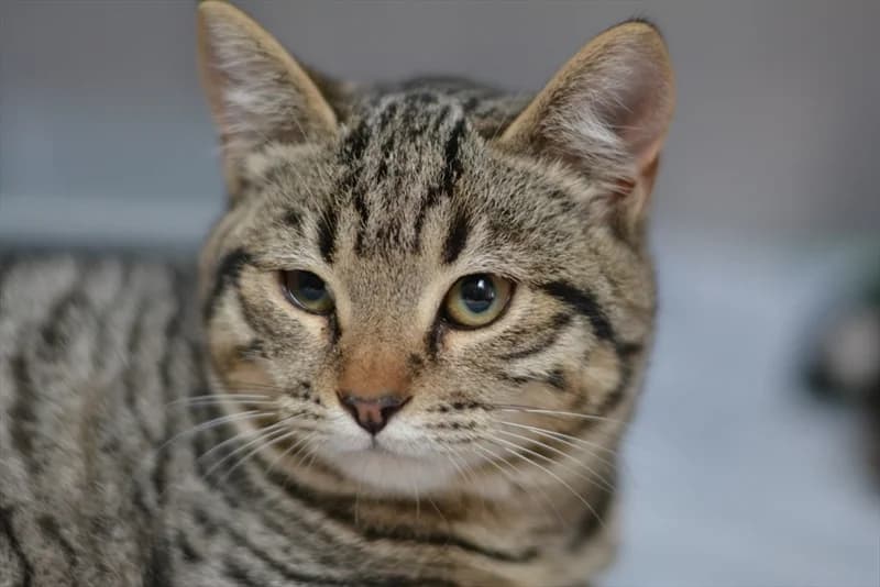 Orazia, Mixed Breed (Dumovec)