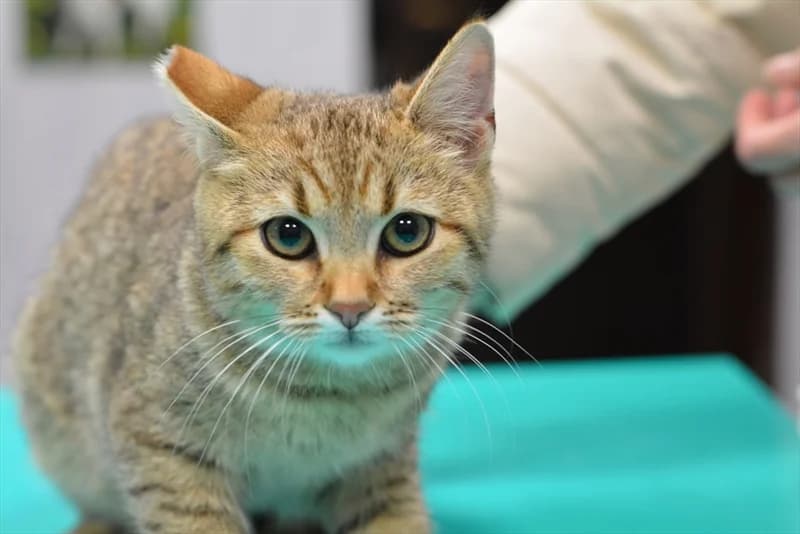 Mikica, Mixed Breed (Dumovec)