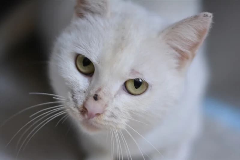 Odra, Mixed Breed (Dumovec)