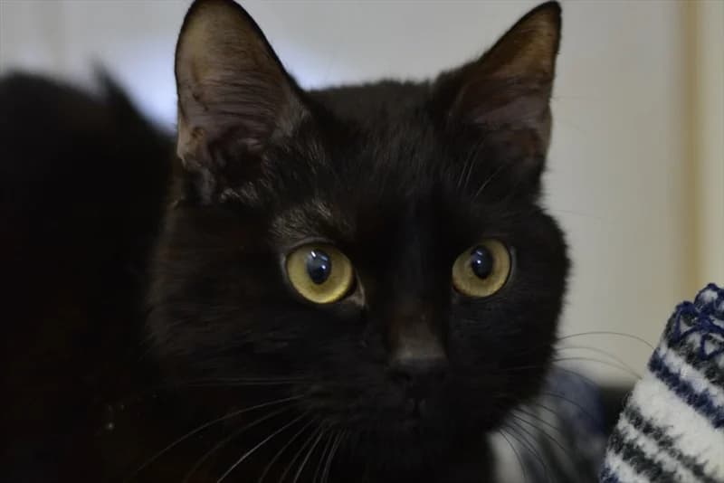 Dark, Mixed Breed (Dumovec)