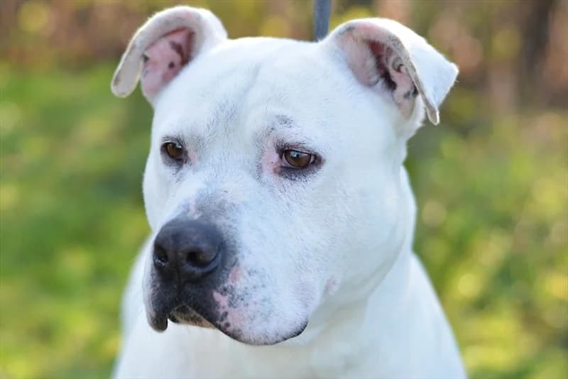 Adam, male mixed breed for adoption at Dumovec, Zagreb