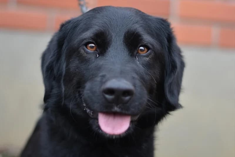 Hund,  (Dumovec)