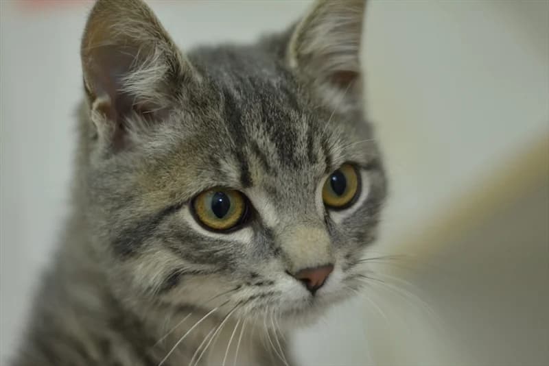 Coflek, Mixed Breed (Dumovec)
