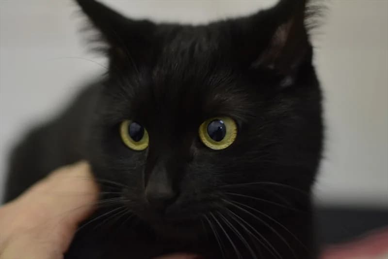 Yin, Mixed Breed (Dumovec)