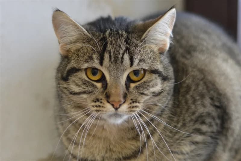 Torta, Mixed Breed (Dumovec)