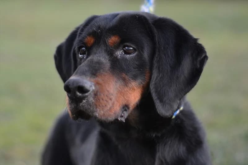 Cooper,  (Dumovec)