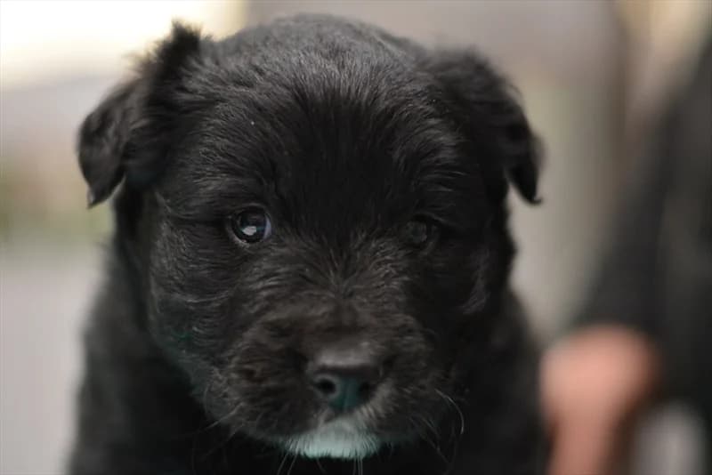 Hulk, Labrador Retriever (Dumovec)