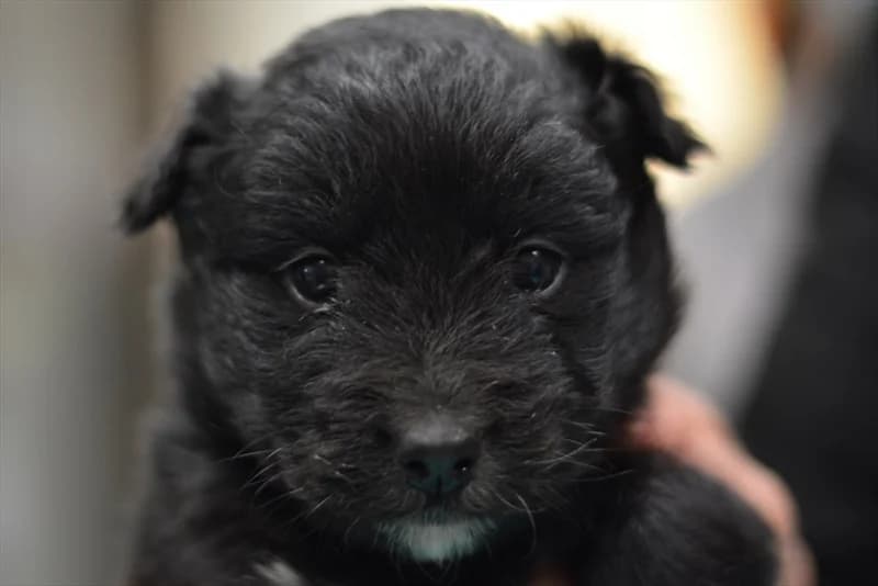 Finy, Labrador Retriever (Dumovec)