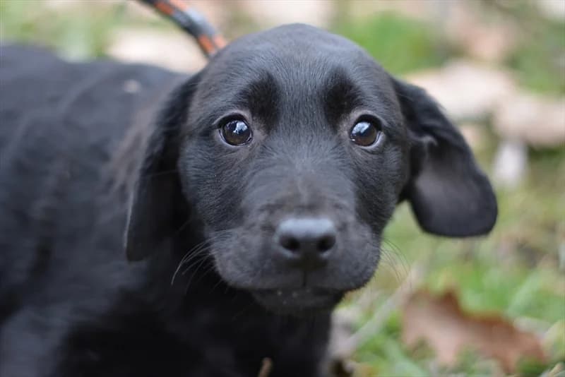Rufina, Labrador Retriever (Dumovec)