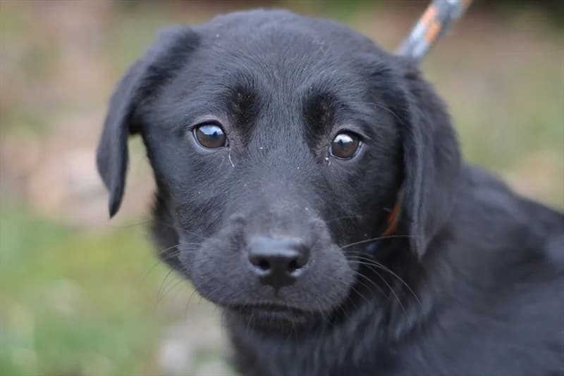Serena, Labrador Retriever (Dumovec)