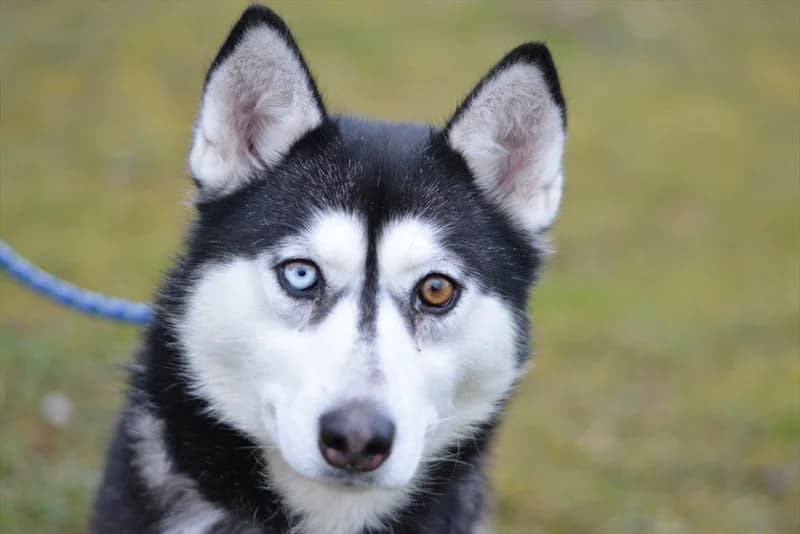 Trudy, female 7yo Husky for adoption at Dumovec, Zagreb