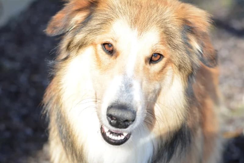 Lassie,  (Dumovec)
