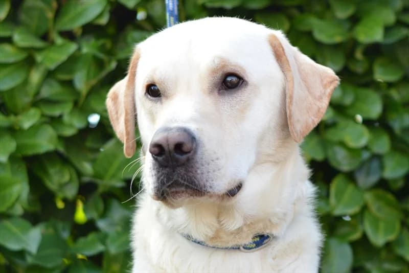 Balky, male senior Labrador Retriever for adoption at Dumovec, Zagreb