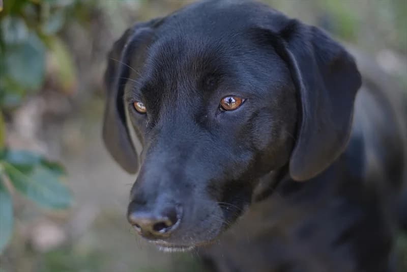 Kana, Labrador Retriever (Dumovec)