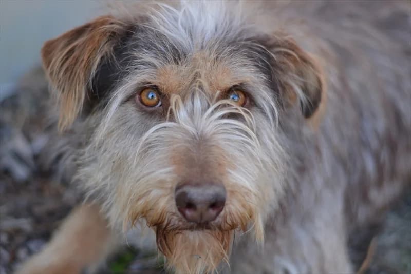 Aitor, male 5yo mixed breed for adoption at Dumovec, Zagreb