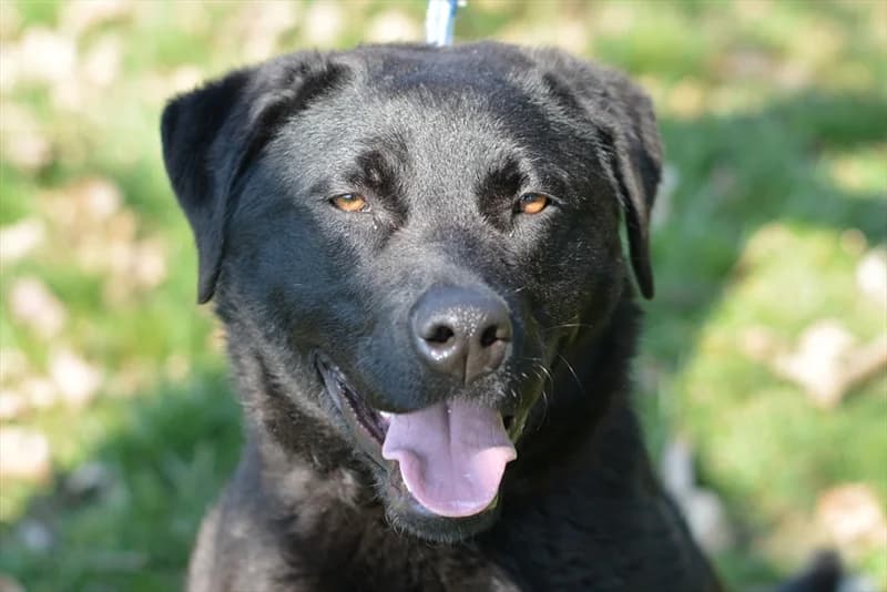 Zeus, Labrador Retriever (Dumovec)