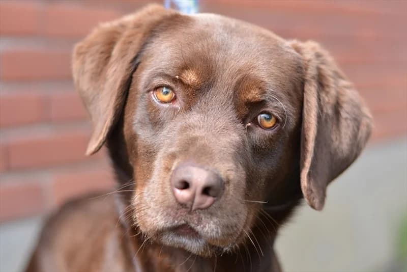 Arba, male 6yo Labrador Retriever for adoption at Dumovec, Zagreb