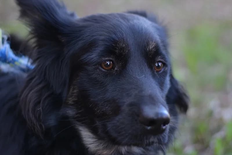 Bella,  (Dumovec)