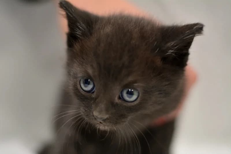 koko, Mixed Breed (Dumovec)