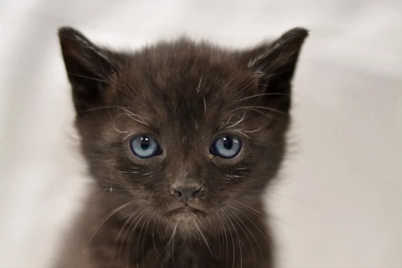 Tony, Mixed Breed (Dumovec)