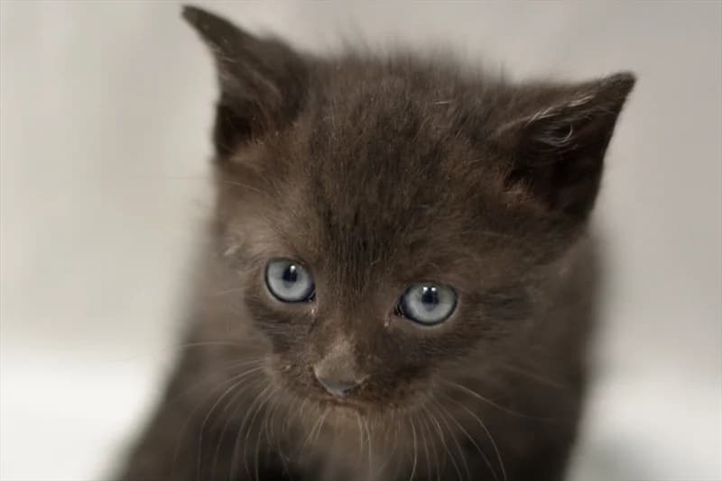 Dila, Mixed Breed (Dumovec)