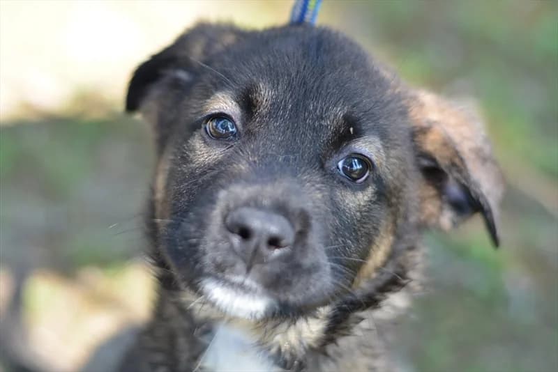 Alejandra, female 4yo mixed breed for adoption at Dumovec, Zagreb