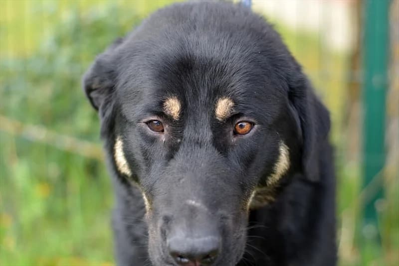 Hector,  (Dumovec)