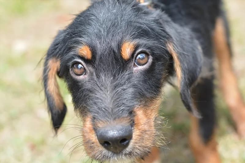 Rudy,  (Dumovec)