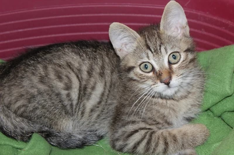 Mika, Mixed Breed (Dumovec)