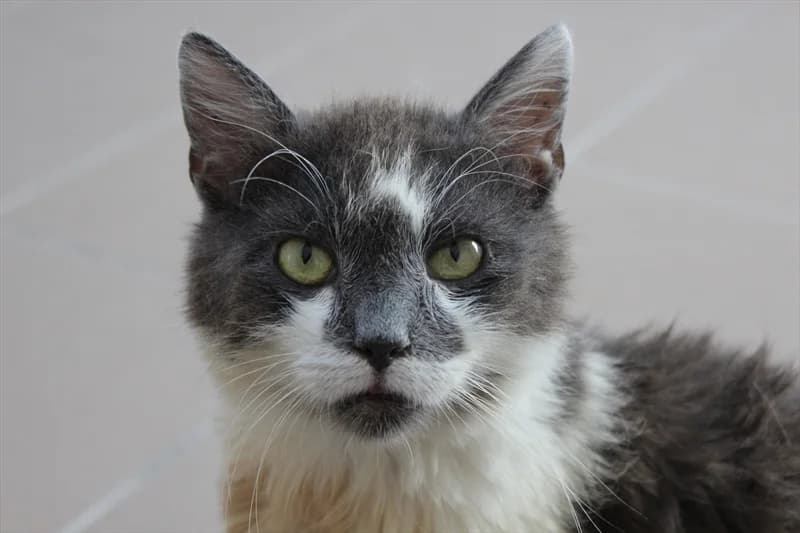 Vukica, senior Mixed Breed for adoption at Dumovec, Zagreb