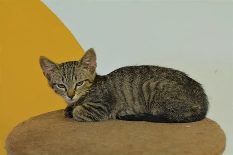 Tika, Mixed Breed (Dumovec)